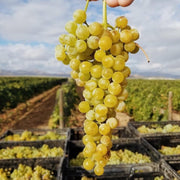 Uva de mesa Moscatel (parra)